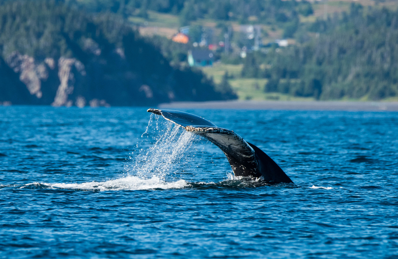 Humpback Whale Newfoundland Yacht Charter