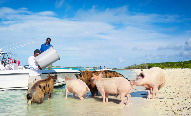 Sea Pigs Exumas and Bahamas Yacht Charter